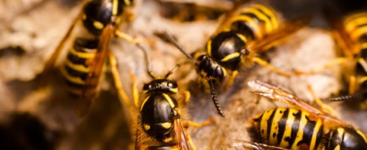 bee and wasp removal brisbane