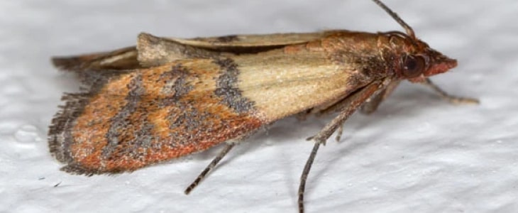 moth removal brisbane