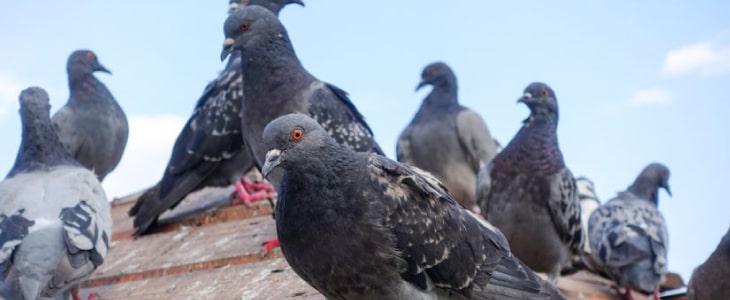 pigeon control brisbane
