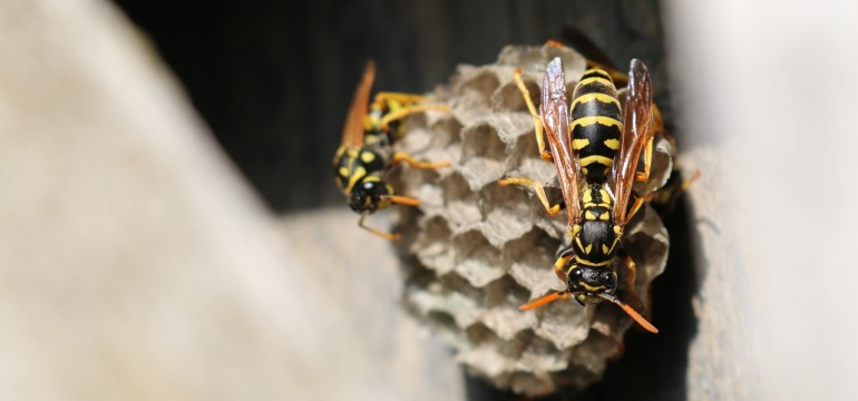 Bee And Wasp Removal